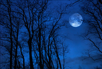 Moon behind bare forest trees in autumn.
