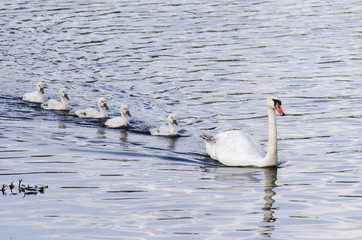 Mamá cisne