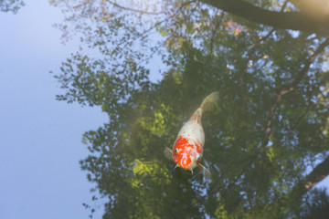 Fototapeta na wymiar Koi Pond, A Japanese garden