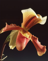 Orchidea
