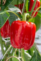 Big ripe sweet red bell peppers, paprika, growing in glass greenhouse, bio farming in the Netherlands