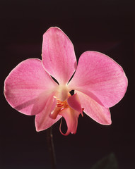 Orchidea