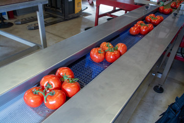 Sorting and packaging line of fresh ripe red tomatoes on vine in Dutch greenhouse, bio farming in Europe
