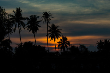 Beautiful light of sunset behind the coconut trees.