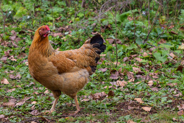 Brown chicken in green grass.
