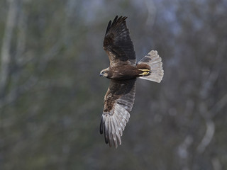 Western marsh harrier (Circus aeruginosus)