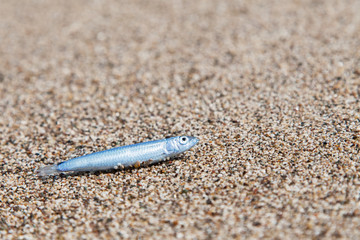 Little blue fish on the sand