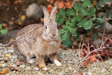 brown rabbit on stony ground amidst dry branches