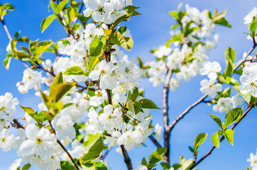 Cherry blossoms. White flowers on the branches on the sky background.
