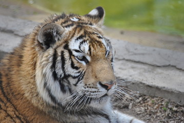 tiger in zoo