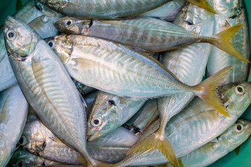 Obraz premium fresh many sea fish