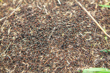 ants insect background