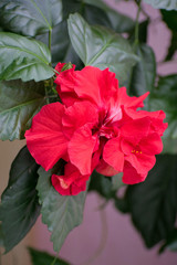 Red hibiscus flower. Chinese rose.