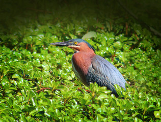 Green Heron Standing in the Bushes
