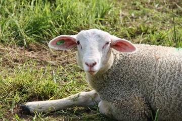Naklejka premium Lamm liegt im Gras