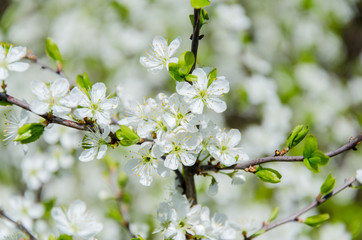 Blossoming white small flowers, spring, nature background.