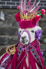 Lama glama - llama animal in Ipiales- colombia © fredy
