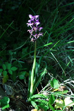 orchid&eacute;e sauvage orchis bouffon