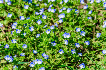 Flowering forget-me-not