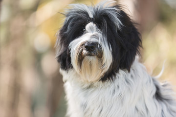 Naklejka na ściany i meble Tibetan terrier dog sitting the spring forest and looking at camera.Nine months old puppy portrait, very shallow deep of field