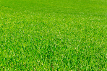 Obraz na płótnie Canvas Green wheat in the field
