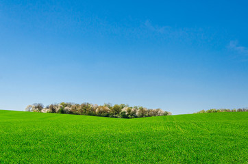 Landscape, green field in spring, forest on horizon