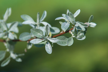 Branch of olive tree with fruits and leaves
