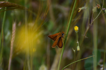 wildlife