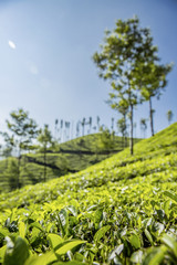 Fototapeta na wymiar Teeplantage Fairtrade anbau, Bio Gesund aus der Natur Tee