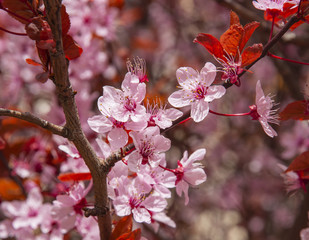 Cherry tree in the garden