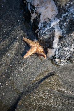 Dead Starfish
