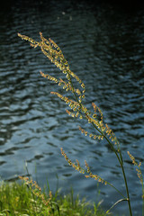 plante rumex au bord d'une rivière