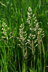 pâturin des prés en fleur