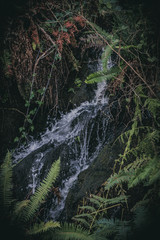 Obraz premium Forest waterfall