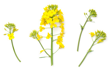 Rapeseed Flowers Isolated on White Background