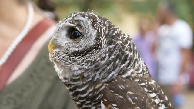 beautiful owl, close up portrait