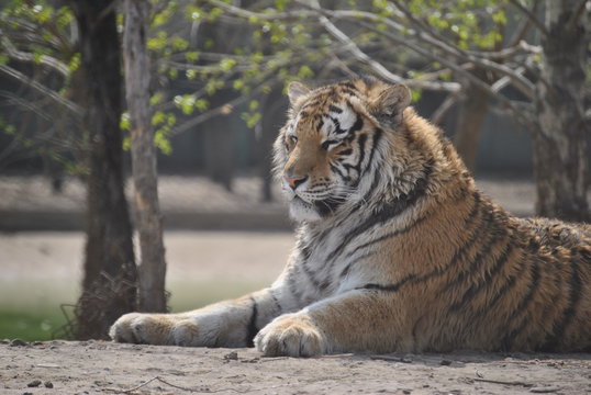 Tiger in Harbin, China