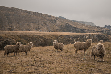 ovis aries - sheep in ecuador