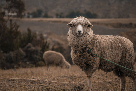 ovis aries - sheep in ecuador