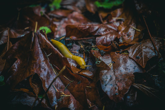 Banana Slug