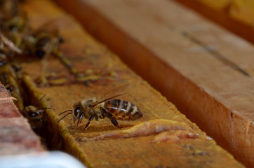 bees hive honey