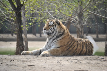 Tiger in Harbin, China