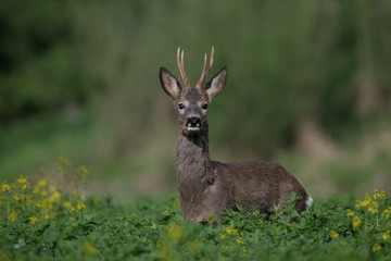 Deer