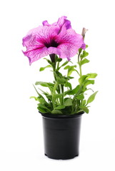 Petunia flowers in pot isolated on white, series