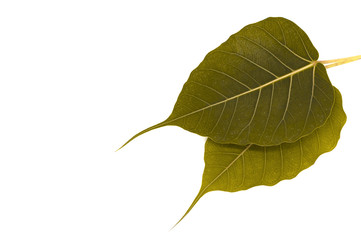 Yellow bo leaf two isolated on white background.