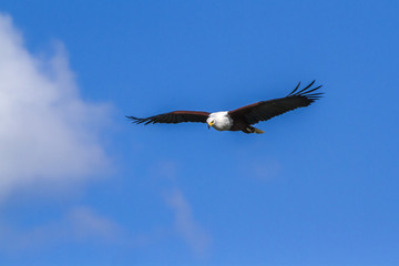 Obraz premium Afrykański orzeł w Parku Narodowym Krugera, RPA