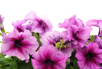 Purple petunia flowers isolated on white 