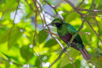 Emerald Starling Bird