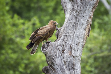 African Harrier-Hawk in Kruger National park, South Africa