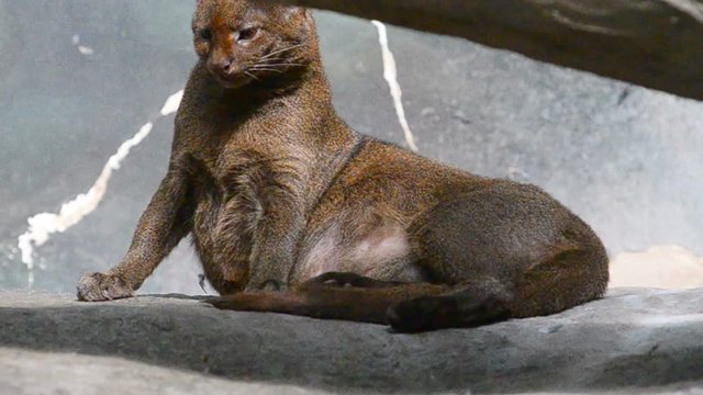 Rare species of wild cat Jaguarundi 